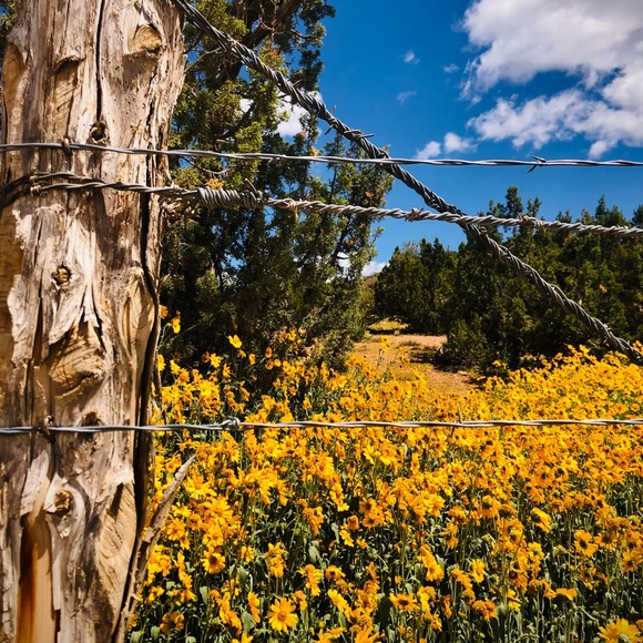 I N S T A G R A M,  F A C E B O O K,  &  T I K T O K: @sangre.de.cristo.vintage - Picture 4 of 11